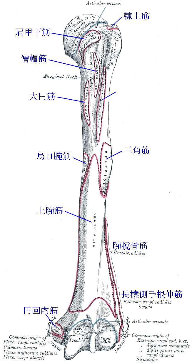 上腕骨ー筋