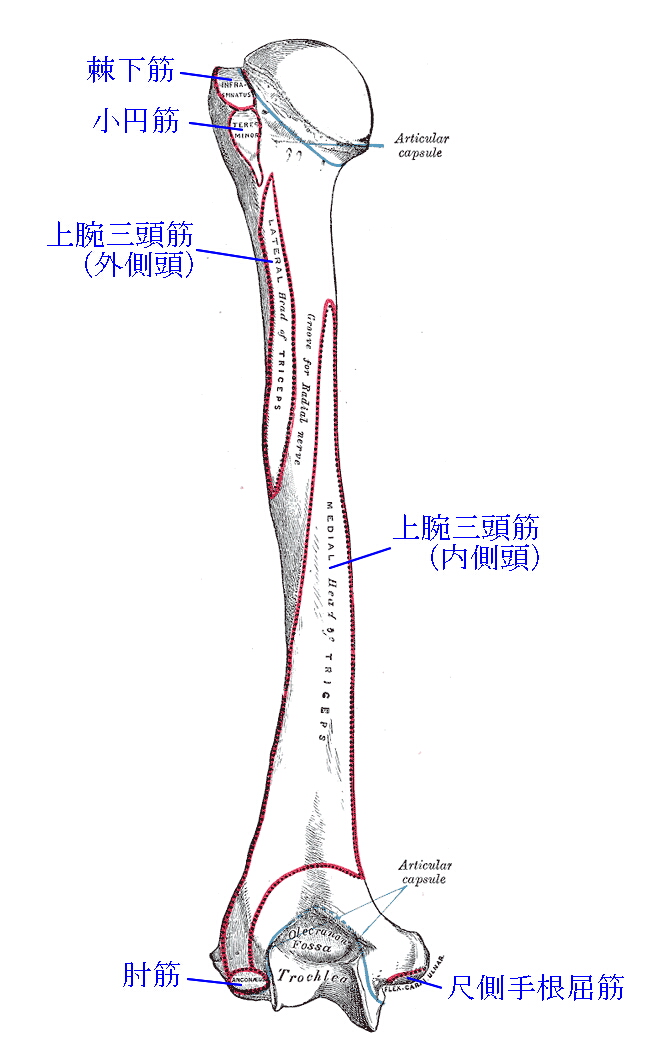 Anatomy Of Humerus 上腕骨について 用語 名称 写真 上腕骨に付く筋 大結節 小結節に付く筋 トレンドの樹