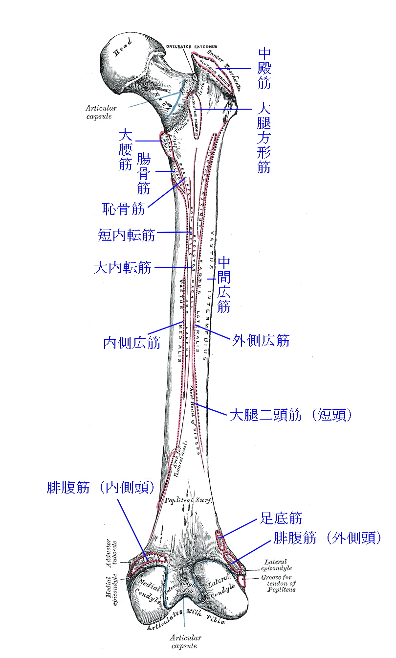 Anatomy Of Humur 大腿骨について 用語 名称 写真 大腿骨に付く筋 大転子 小転子 転子窩に付く筋 トレンドの樹