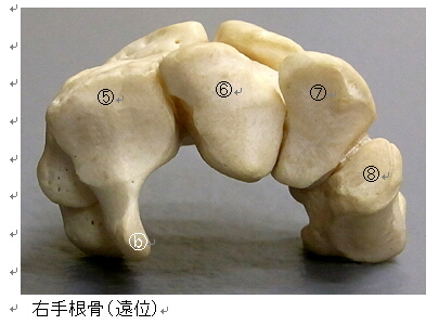 手根骨3