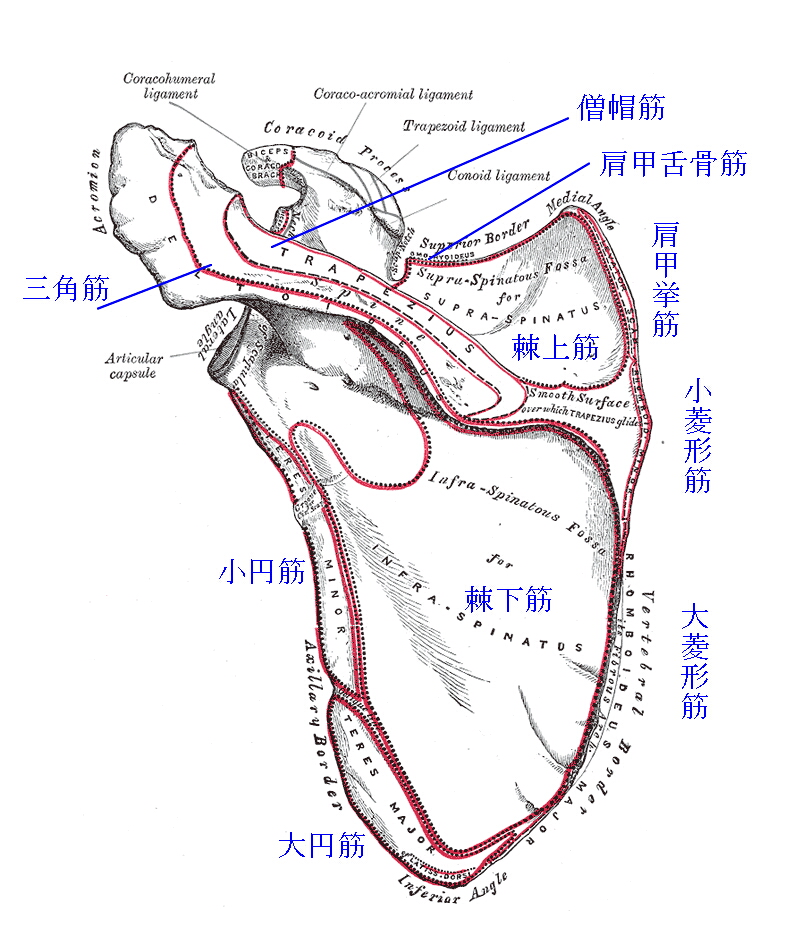肩甲骨の筋付着部
