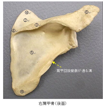 Anatomy Of Scapula 肩甲骨の解剖 名称 用語 写真 肩甲骨に付く筋 トレンドの樹