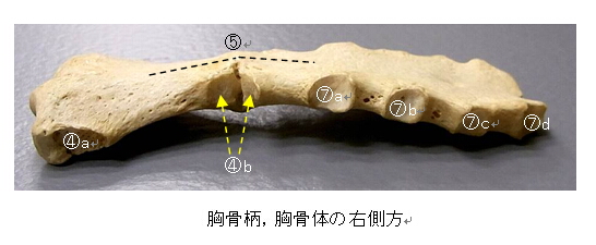 胸骨3