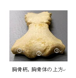 胸骨4
