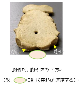 胸骨5
