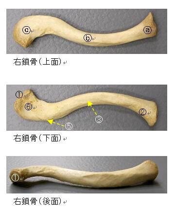 Anatomy Of Clavicle 鎖骨について 用語 名称 写真 鎖骨に付く筋 トレンドの樹