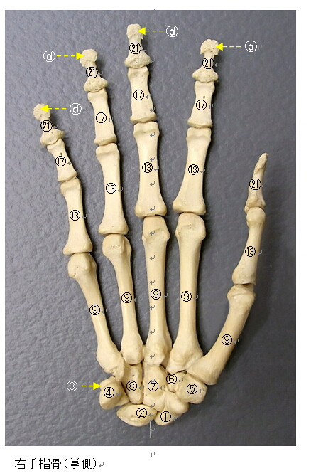 手指骨１