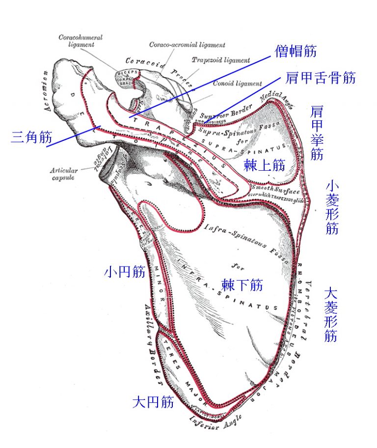 anatomy of scapula 肩甲骨の解剖（名称、用語、写真、肩甲骨に付く筋） | トレンドの樹