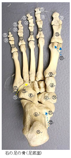 足の骨２