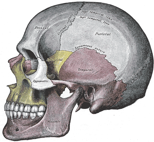 頭蓋骨の分類について 解剖学anatomy トレンドの樹