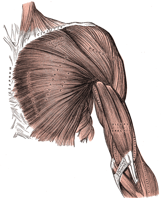 三角筋 小円筋 棘上筋 棘下筋 肩甲下筋 大円筋について 起始 停止 作用 支配神経 トレンドの樹