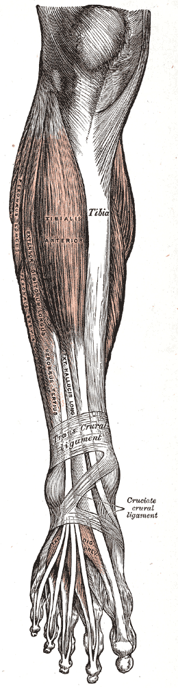 長腓骨筋 短腓骨筋について 起始 停止 作用 支配神経 トレンドの樹